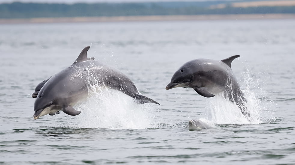 Wildlife watching in the UK: bottlenose dolphins in Cardigan Bay